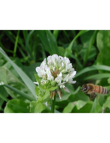 Trifoglio Micheliano sementi per apicoltura ed essenze mellifere