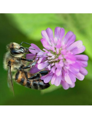 Semi di FACELIA 10 KG essenza mellifera per apicoltura