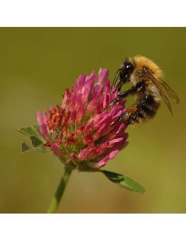 Semi di Trifoglio Pratense o Violetto 1kg essenza mellifera per apicoltura