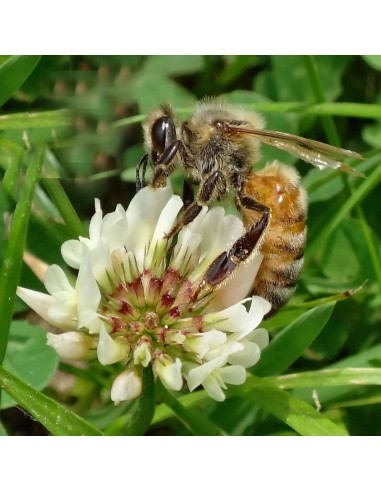 Semi di Trifoglio Repens Bianco kg 1 essenza mellifera per apicoltura