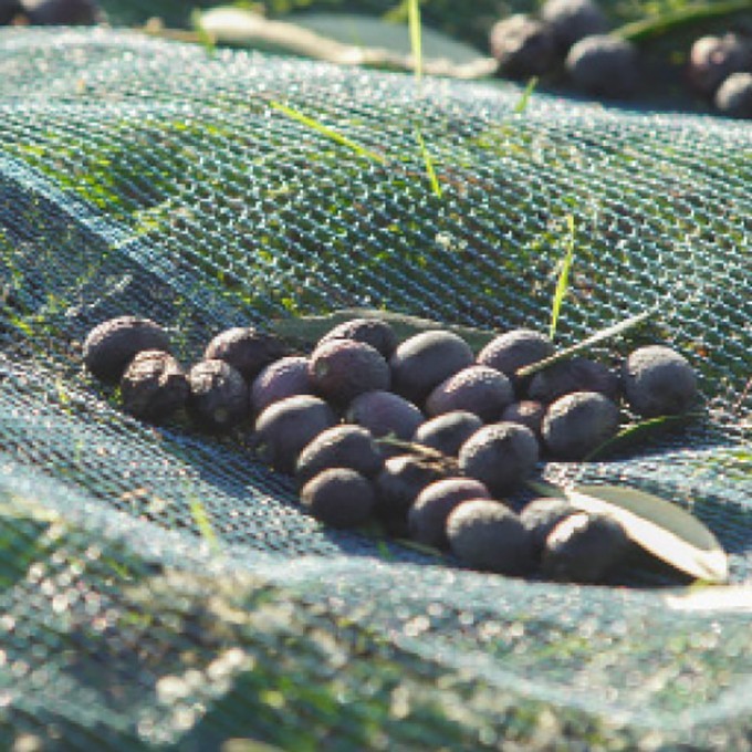 Reti e teli per la raccolta delle olive