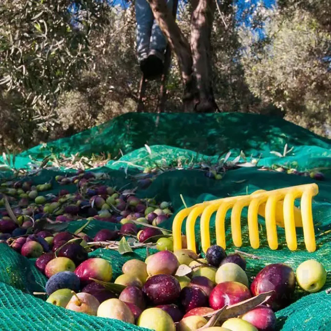 Rete raccolta olive 12 x 12 antispine 95 gr con spacco tipo pugliese rete per raccolta olive